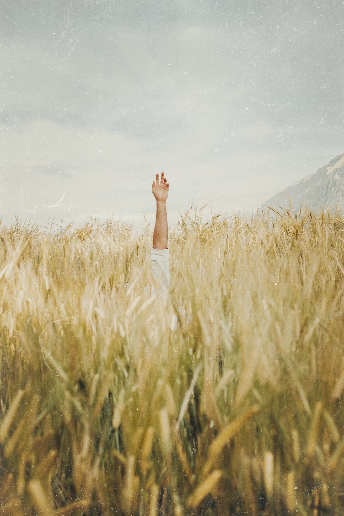 Hand emerging from a field of wheat